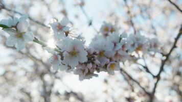 Spring Giving Life To White Petals video