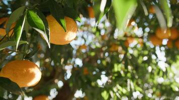 tangerinas suave beijou de Primavera luz solar video