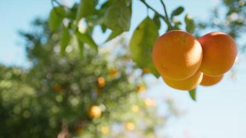 blå himmel omgivande orange grenar och löv video