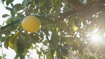 amarillo limón colgando desde el ramas de un árbol video