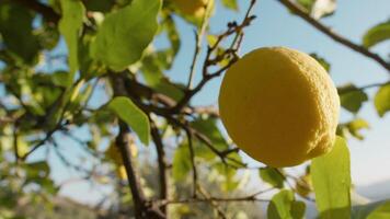 kalmte en vreugde van voorjaar weerspiegeld in een citroen boom video