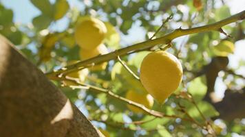 Limone albero rami nel Sud Italia video