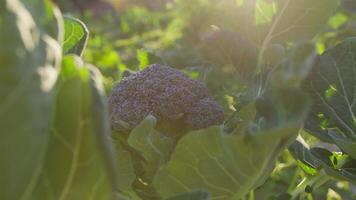 broccoli växt löv ger grön till en lila växt video