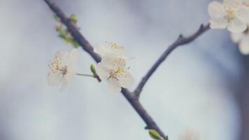 Branch Of Cherry Plum With Light Flowers And Red Leaves In Background. Leaves And Buds Are Also Growing. video