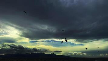 Flying Animal Bird Seagulls video
