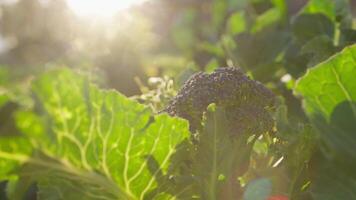 luz solar em a folhas do uma brócolis plantar video