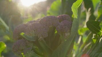 Mediterráneo brócoli planta en el primavera temporada video