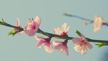 Beautiful Nature Scene With Almond Tree Branch In Bloom. Dreamy Romantic Background Of Spring. video