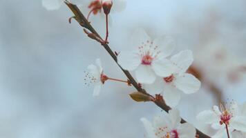 Pruim boom bloem bloesem. bloeiend boom in lente. wit klein kers en Pruim bloemen. video