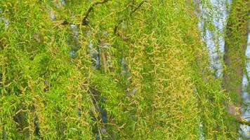 bellissimo pianto salice fiore. pianto salice rami. vicino su. video