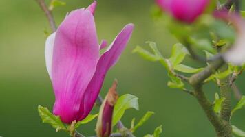 Afdeling met magnolia bloemen en knoppen. mooi bloeiend Afdeling van magnolia in de lente. dichtbij omhoog. video