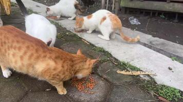 gatos son comiendo seco comida dado por personas ese haciendo calle alimentación para gatos video