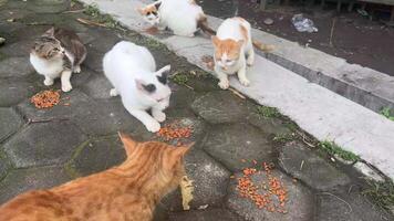 Cats are eating dry food given by people that doing street feeding for cats video