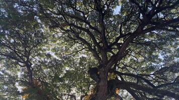 bodem visie omhoog van groot vlak bomen of platanus in een park. zonlicht Aan de boom kroon. natuur achtergrond. video