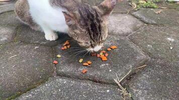 Cats are eating dry food given by people that doing street feeding for cats video