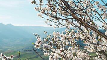 calma e rilassare su un' bianca natura paesaggio video