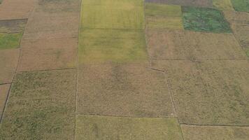 vista aérea de la mañana en el campo de arroz indonesia video