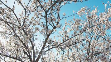 lumière du soleil à venir vers le bas le branches de une blanc arbre video