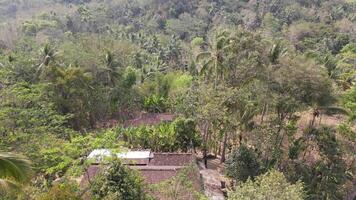 Antenne Aussicht Durian Bauernhof im Yogyakarta, Indonesien im sonnig Tag video