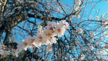 primavera naturaleza con blanco flores video