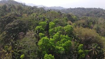 aéreo ver Durian granja en yogyakarta, Indonesia en soleado día video