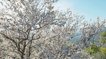 blanc paysage dans le milieu de le arbre video