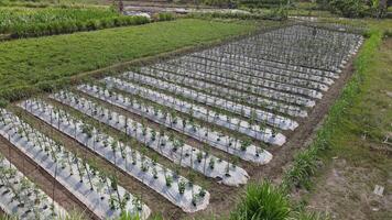 Aerial view of chili farm in Kulonprogo, Yogyakarta, Indonesia video