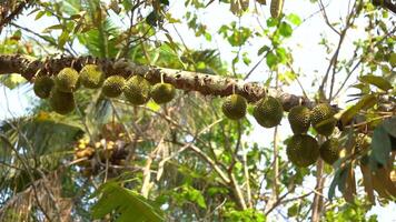 Durian colgando en el Durian árbol en yogyakarta, Indonesia video