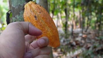 kakao majskolv i de träd. kakao träd, organisk frukt skida i natur. gul kakao frukt växa på en träd i en choklad plantage. kakao frukt träd växt i de bruka video