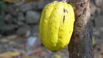 kakao majskolv i de träd. kakao träd, organisk frukt skida i natur. gul kakao frukt växa på en träd i en choklad plantage. kakao frukt träd växt i de bruka video