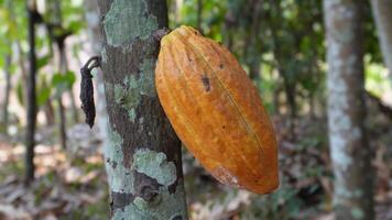 cacao mazorca en el árbol. cacao árbol, orgánico Fruta vainas en naturaleza. amarillo cacao frutas crecer en un árbol en un chocolate plantación. cacao Fruta árbol planta en el granja video