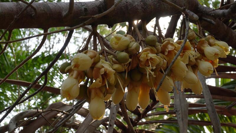 Cassia Fistula Stock Video Footage for Free Download