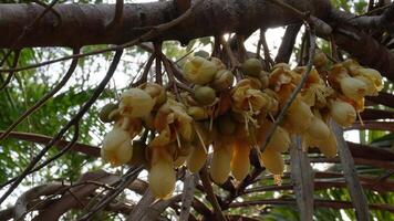 blomställning och blomma öppning utveckling stadier av Durian frukt på träd video