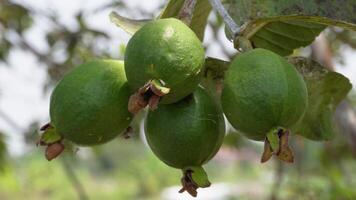 guaves hangende Aan de boom Afdeling. dichtbij omhoog van guaves, gezond voedsel concept. video