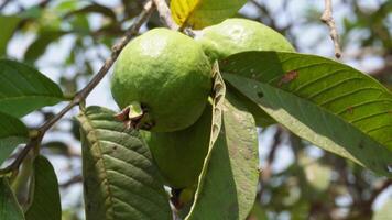 guavor hängande på de trädets gren. stänga upp av guava, friska mat begrepp. video