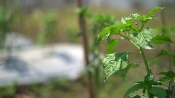 chili peppar trädgård begrepp, organisk chilipeppar vegetabiliska plantering i landsbygden odla. video