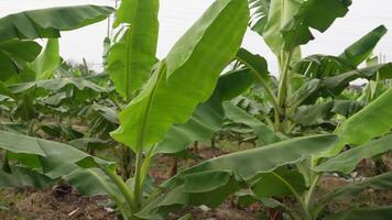 Banana azienda agricola nel Indonesia. ogni riga e colonna di Banana alberi In piedi ancora video