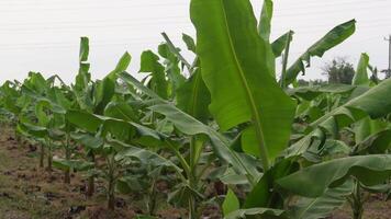 Banana farm in Indonesia. Every row and column of banana trees stand still video