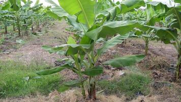 Banana farm in Indonesia. Every row and column of banana trees stand still video