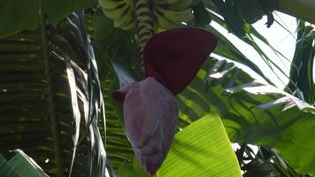 metraggio di alberi e Banana fiori nel il giardino video