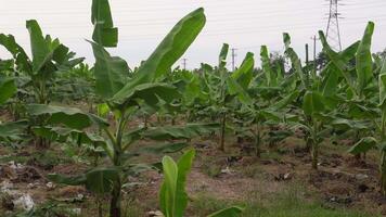 banana Fazenda dentro Indonésia. cada linha e coluna do banana árvores ficar de pé ainda video