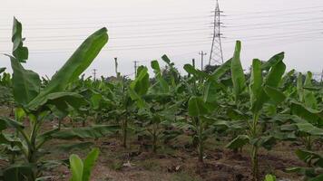 banana Fazenda dentro Indonésia. cada linha e coluna do banana árvores ficar de pé ainda video