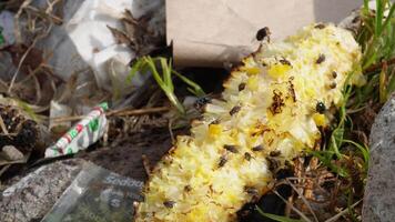 Corn in the Rubbish in bin unsorted video