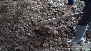 Gardener is dunging manure in the cowshed for compost. video