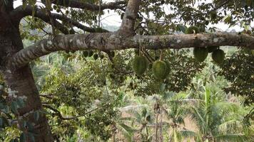 Durian colgando en el Durian árbol en yogyakarta, Indonesia video