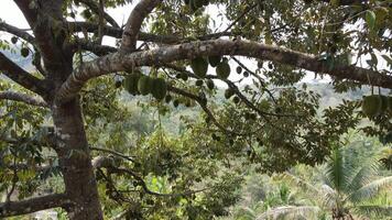 Durians hanging on the durian tree in Yogyakarta, Indonesia video