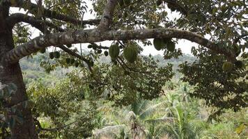 durian sospeso su il durian albero nel Yogyakarta, Indonesia video