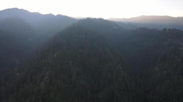 pluvieux temps dans montagnes. brumeux brouillard soufflant plus de pin arbre forêt. aérien métrage de épicéa forêt des arbres sur le Montagne collines à brumeux journée. Matin brouillard à magnifique l'automne forêt. video
