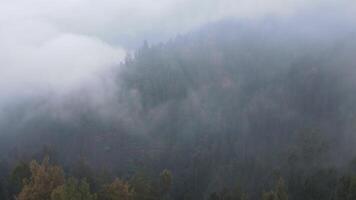 piovoso tempo metereologico nel montagne. nebbioso nebbia soffiaggio al di sopra di pino albero foresta. aereo metraggio di abete rosso foresta alberi su il montagna colline a nebbioso giorno. mattina nebbia a bellissimo autunno foresta. video