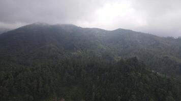 Rainy weather in mountains. Misty fog blowing over pine tree forest. Aerial footage of spruce forest trees on the mountain hills at misty day. Morning fog at beautiful autumn forest. video